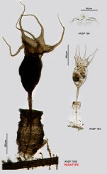 Collotheca judayi