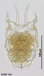 Keratella serrulata f. curvicornis