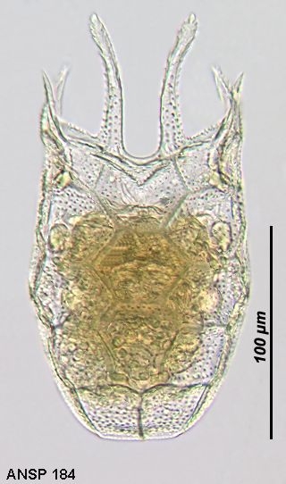 Keratella serrulata f. curvicornis