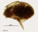 Ploesoma lenticulare
