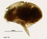 Ploesoma lenticulare