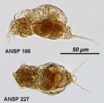 Cephalodella tachyphora