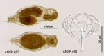 Notommata diasema