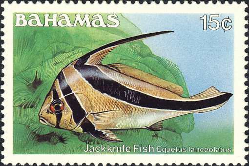 Equetus lanceolatus Equetus lanceolatus