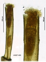 Limnias shiawasseensis