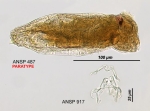 Lindia euchromatica