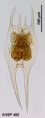 Brachionus havanaensis var. trahea