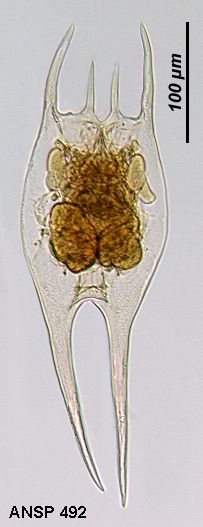 Brachionus havanaensis var. trahea