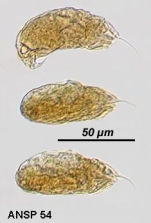 Trichocerca uncinata