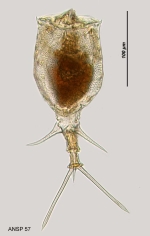 Trichotria pocillum