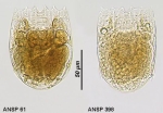 Notholca striata