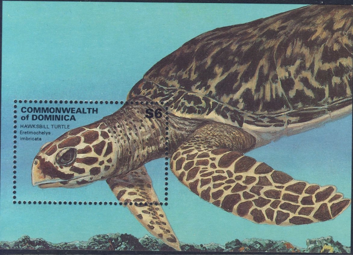 Eretmochelys imbricata Eretmochelys imbricata