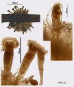 Ptygura mucicola