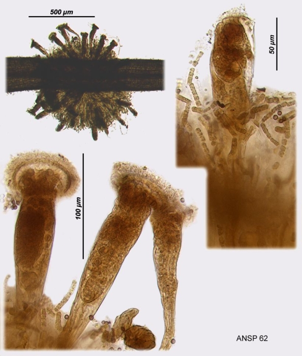 Ptygura mucicola