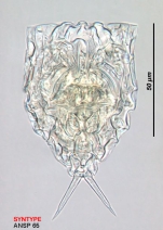 Lecane subtilis