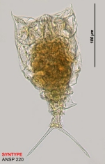 Trichotria cornuta