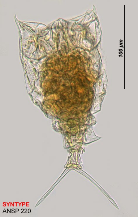 Trichotria cornuta