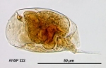 Colurella anodonta