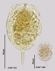 Lecane punctata