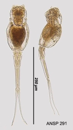 Scaridium longicauda