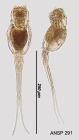 Scaridium longicauda