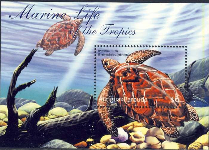 Eretmochelys imbricata Eretmochelys imbricata