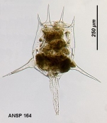 Brachionus calyciflorus var. amphiceros