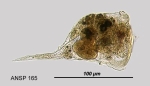 Microcodon clavus