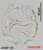 Brachionus nilsoni