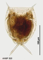 Lecane mucronata