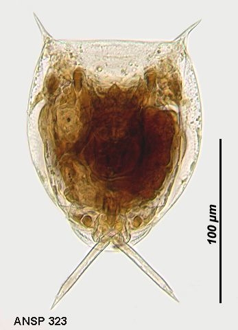 Lecane mucronata