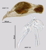 Eothinia elongata