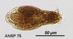 Elosa worrallii