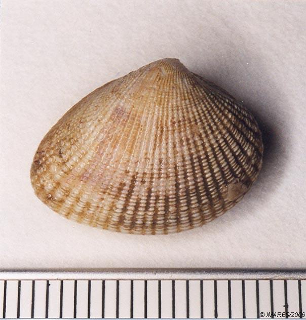 Timoclea ovata (Pennant, 1777) 