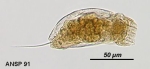 Trichocerca pusilla