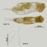 Cephalodella inquilina