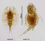 Lepadella cristata