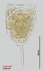 Lecane ornata