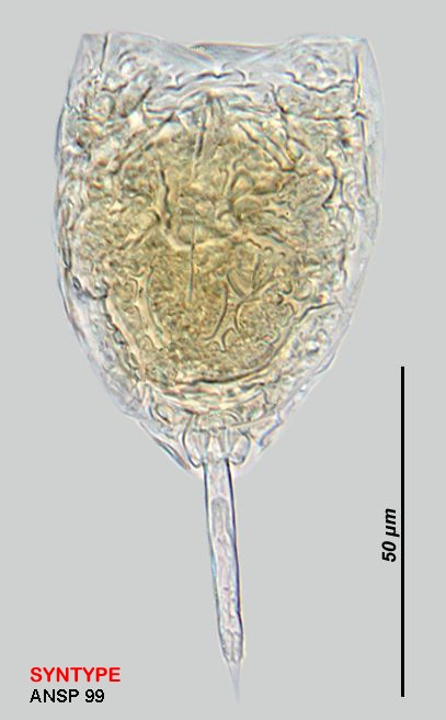 Lecane ornata
