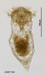 Synchaeta tavina