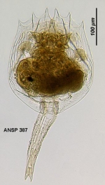 Brachionus sericus