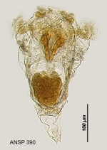 Synchaeta johanseni