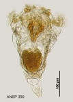 Synchaeta johanseni