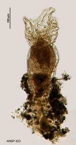 Collotheca ferox