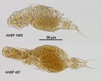 Aspelta circinator