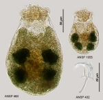 Ascomorpha ecaudis