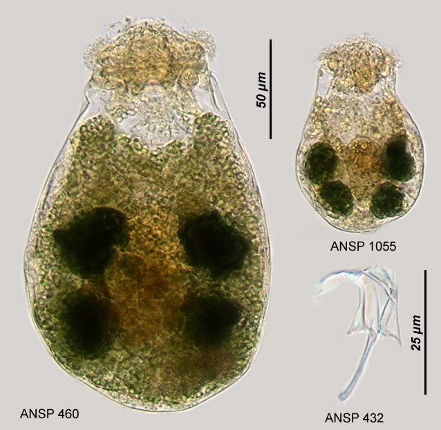 Ascomorpha ecaudis