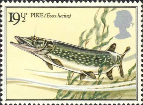 Esox lucius Esox lucius