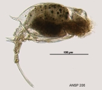 Trichotria tetractis caudata