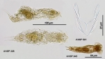Streptognatha lepta